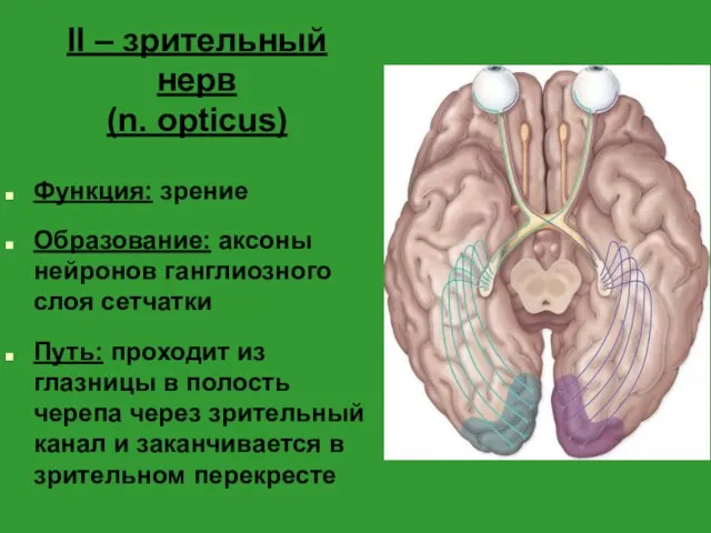 II – зрительный нерв (n. opticus) Функция: зрение Образование: аксоны нейронов