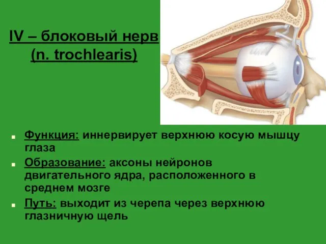 IV – блоковый нерв (n. trochlearis) Функция: иннервирует верхнюю косую мышцу