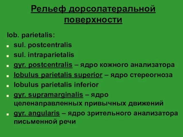 Рельеф дорсолатеральной поверхности lob. parietalis: sul. postcentralis sul. intraparietalis gyr. postcentralis