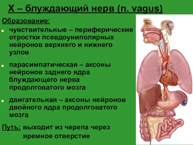 X – блуждающий нерв (n. vagus) Образование: чувствительные – периферические отростки