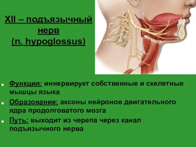 XII – подъязычный нерв (n. hypoglossus) Функция: иннервирует собственные и скелетные