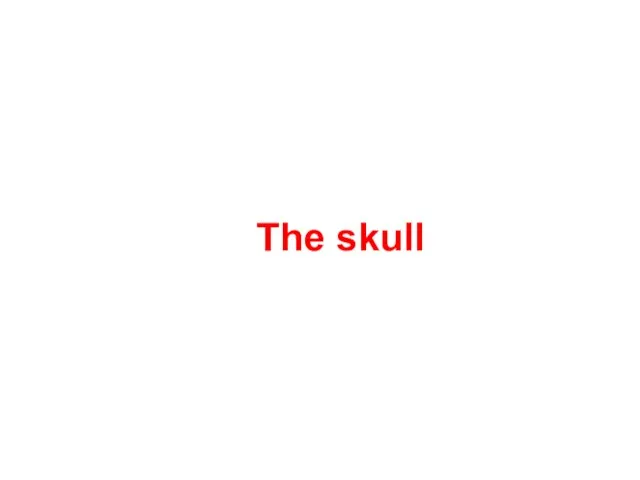 The skull