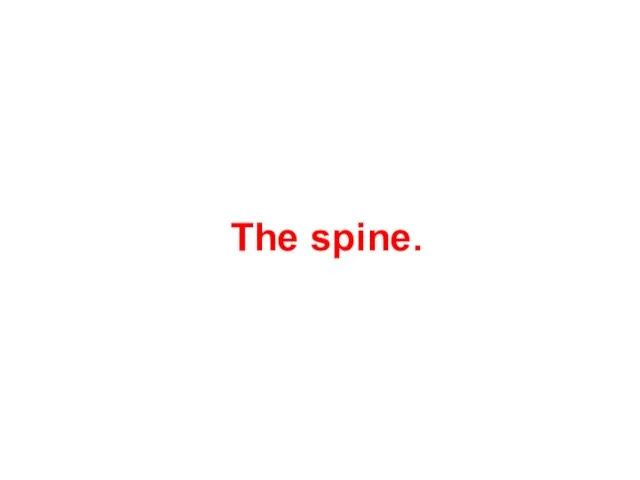 The spine.