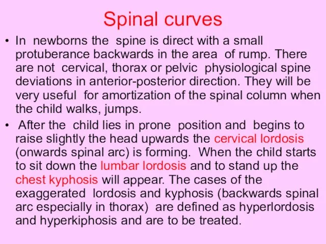 Spinal curves In newborns the spine is direct with a small