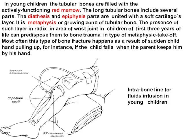 In young children the tubular bones are filled with the actively-functioning