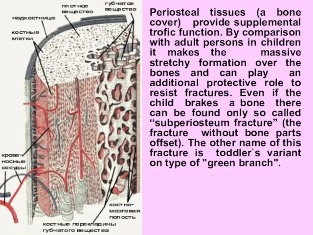 Periosteal tissues (a bone cover) provide supplemental trofic function. By comparison