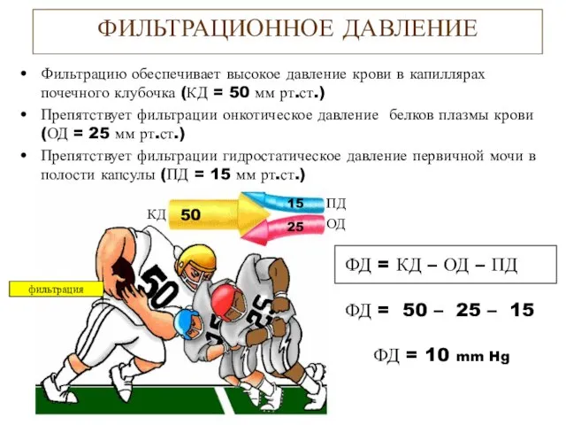 ФИЛЬТРАЦИОННОЕ ДАВЛЕНИЕ Фильтрацию обеспечивает высокое давление крови в капиллярах почечного клубочка