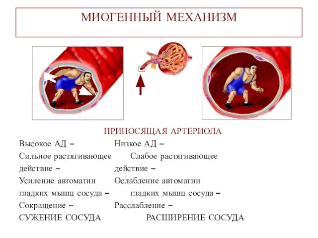 МИОГЕННЫЙ МЕХАНИЗМ ПРИНОСЯЩАЯ АРТЕРИОЛА Высокое АД – Низкое АД – Сильное