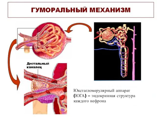 Юкстагломерулярный аппарат (ЮГА) – эндокринная структура каждого нефрона