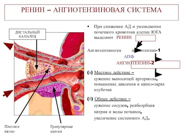 РЕНИН – АНГИОТЕНЗИНОВАЯ СИСТЕМА При снижении АД и уменьшении почечного кровотока