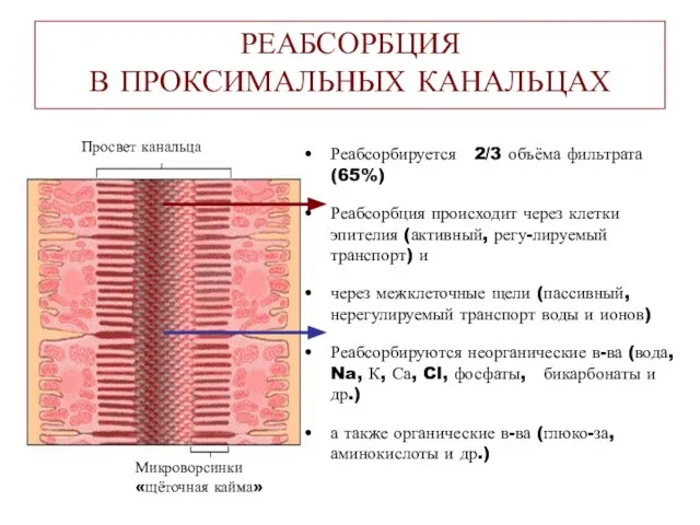 РЕАБСОРБЦИЯ В ПРОКСИМАЛЬНЫХ КАНАЛЬЦАХ Реабсорбируется 2/3 объёма фильтрата (65%) Реабсорбция происходит