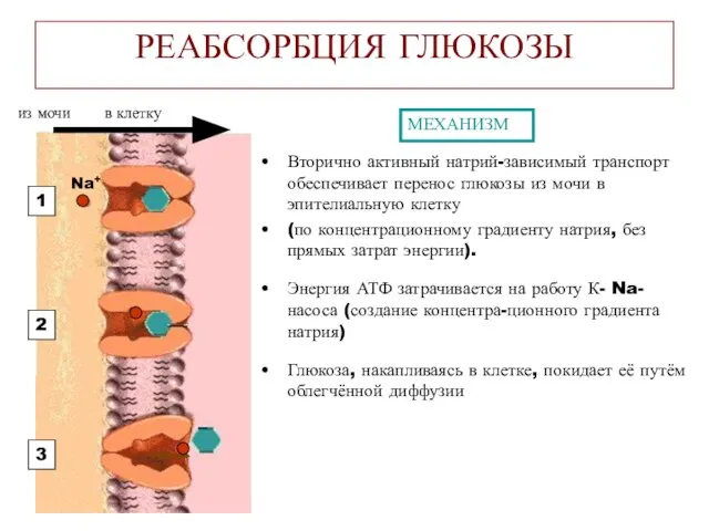 РЕАБСОРБЦИЯ ГЛЮКОЗЫ Вторично активный натрий-зависимый транспорт обеспечивает перенос глюкозы из мочи