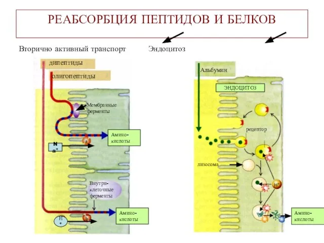 Амино- кислоты РЕАБСОРБЦИЯ ПЕПТИДОВ И БЕЛКОВ олигопептиды дипептиды Внутри- клеточные ферменты