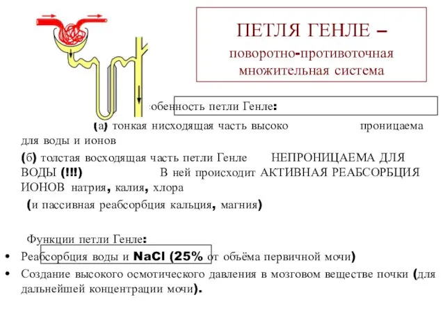 ПЕТЛЯ ГЕНЛЕ – поворотно-противоточная множительная система Главная особенность петли Генле: (а)