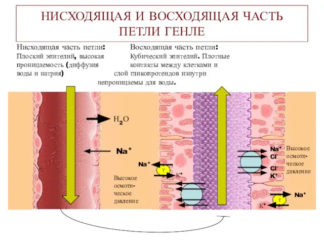 НИСХОДЯЩАЯ И ВОСХОДЯЩАЯ ЧАСТЬ ПЕТЛИ ГЕНЛЕ Нисходящая часть петли: Восходящая часть