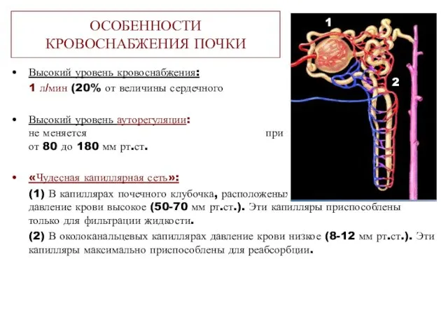 ОСОБЕННОСТИ КРОВОСНАБЖЕНИЯ ПОЧКИ Высокий уровень кровоснабжения: 1 л/мин (20% от величины