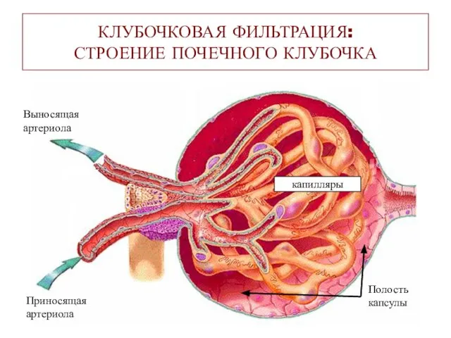 КЛУБОЧКОВАЯ ФИЛЬТРАЦИЯ: СТРОЕНИЕ ПОЧЕЧНОГО КЛУБОЧКА Выносящая артериола Приносящая артериола Полость капсулы капилляры