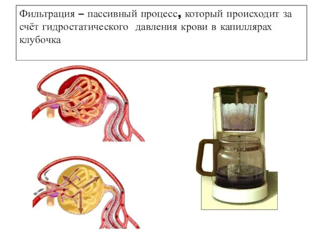 Фильтрация – пассивный процесс, который происходит за счёт гидростатического давления крови в капиллярах клубочка