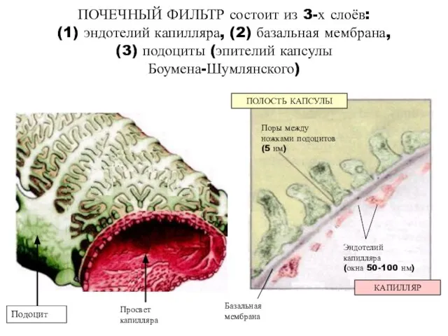 ПОЧЕЧНЫЙ ФИЛЬТР состоит из 3-х слоёв: (1) эндотелий капилляра, (2) базальная