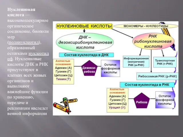 Нуклеиновая кислота — высокомолекулярное органическое соединение, биополимер (полинуклеотид), образованный остатками нуклеотидоф.