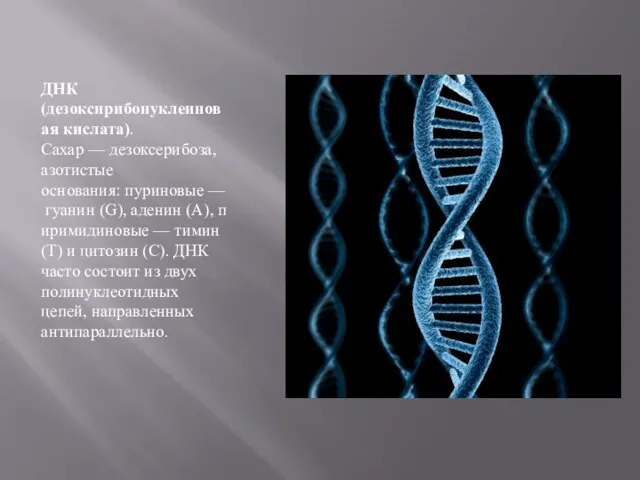 ДНК (дезоксирибонуклеиновая кислата). Сахар — дезоксерибоза, азотистые основания: пуриновые — гуанин