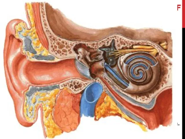 ANATOMY OF THE EAR External Ear: Auricle External auditory meatus External ear