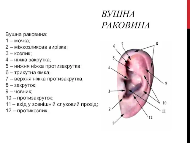 ВУШНА РАКОВИНА Вушна раковина: 1 – мочка; 2 – міжкозликова вирізка;