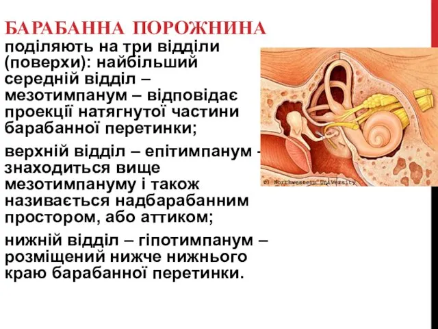 БАРАБАННА ПОРОЖНИНА поділяють на три відділи (поверхи): найбільший середній відділ –