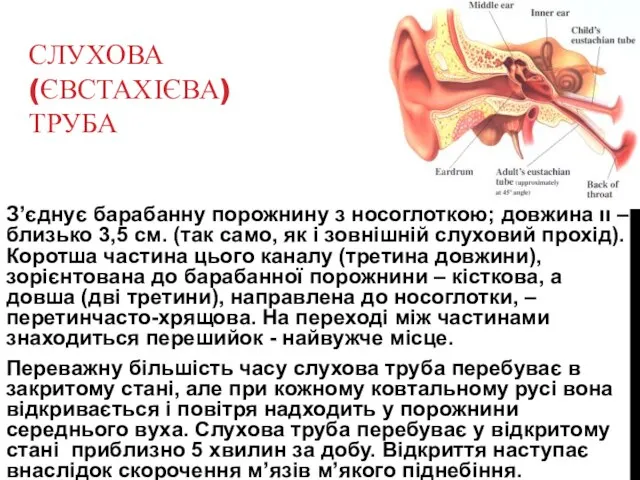 СЛУХОВА (ЄВСТАХІЄВА) ТРУБА З’єднує барабанну порожнину з носоглоткою; довжина її –