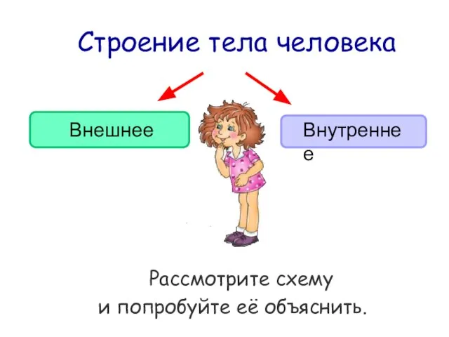 Строение тела человека Рассмотрите схему и попробуйте её объяснить. Внешнее Внутреннее