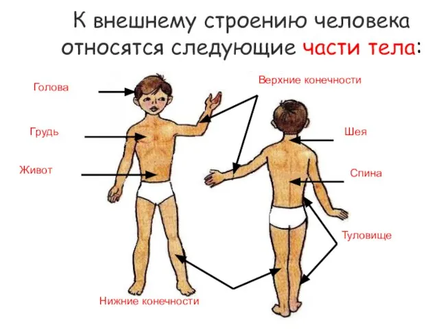 К внешнему строению человека относятся следующие части тела: Голова Туловище Шея