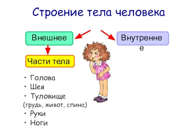 Строение тела человека Внешнее Внутреннее Голова Шея Туловище (грудь, живот, спина) Руки Ноги Части тела