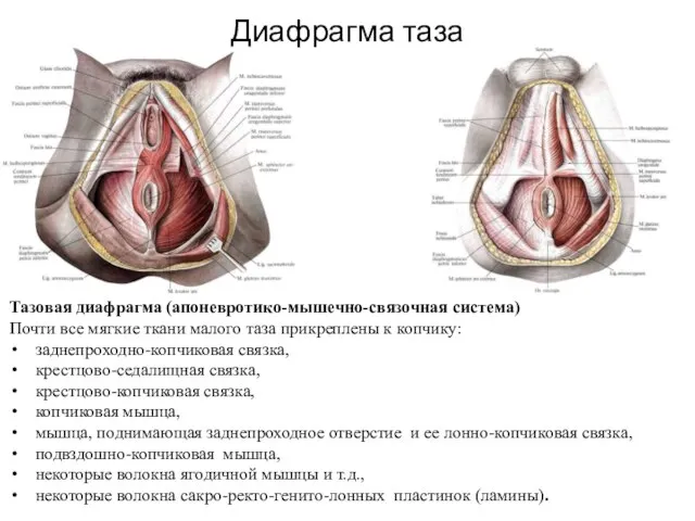 Диафрагма таза Тазовая диафрагма (апоневротико-мышечно-связочная система) Почти все мягкие ткани малого