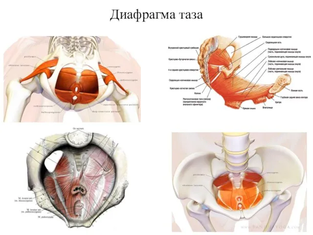 Диафрагма таза