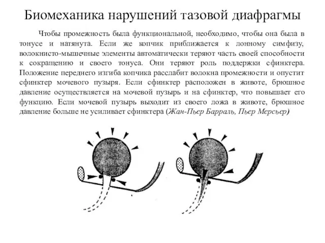 Биомеханика нарушений тазовой диафрагмы Чтобы промежность была функциональной, необходимо, чтобы она