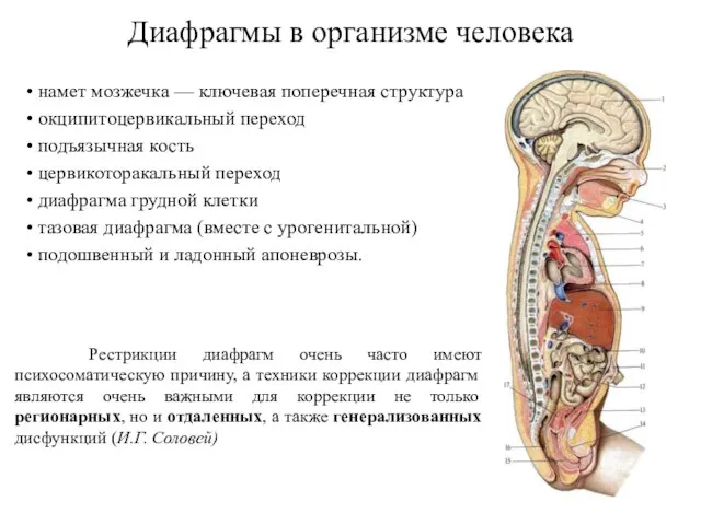 • намет мозжечка — ключевая поперечная структура • окципитоцервикальный переход •