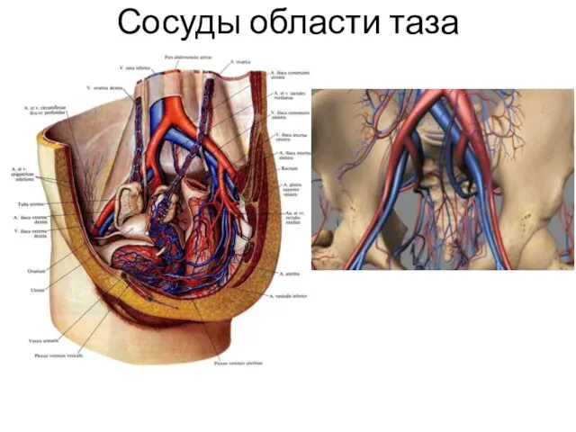 Сосуды области таза