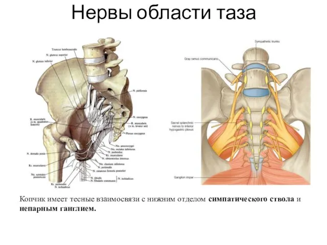 Нервы области таза Копчик имеет тесные взаимосвязи с нижним отделом симпатического ствола и непарным ганглием.