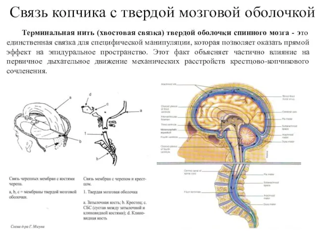 Терминальная нить (хвостовая связка) твердой оболочки спинного мозга - это единственная