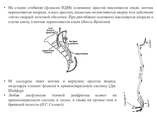 На стадии сгибания (флексии ПДМ) основание крестца наклоняется кзади, копчик перемещается