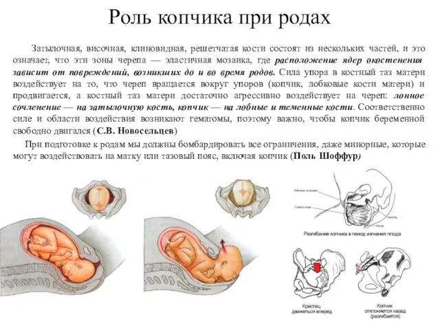 Роль копчика при родах Затылочная, височная, клиновидная, решетчатая кости состоят из
