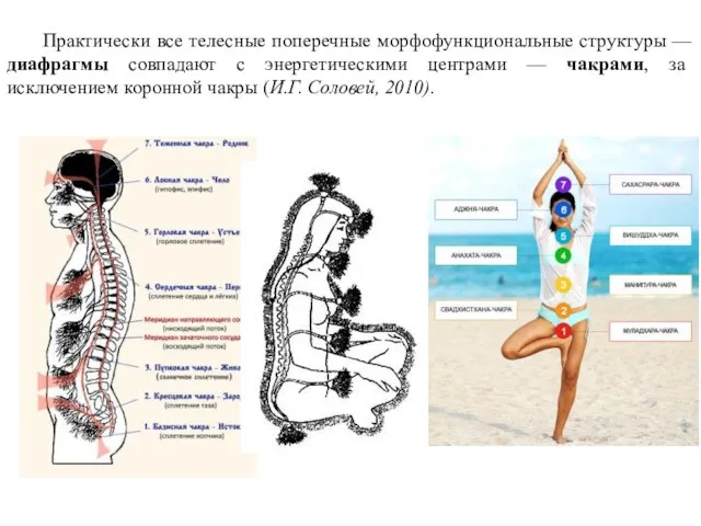 Практически все телесные поперечные морфофункциональные структуры — диафрагмы совпадают с энергетическими