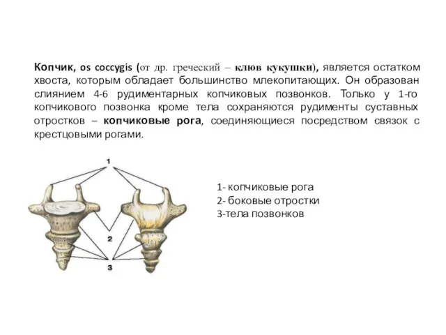 Копчик, os coccygis (от др. греческий – клюв кукушки), является остатком