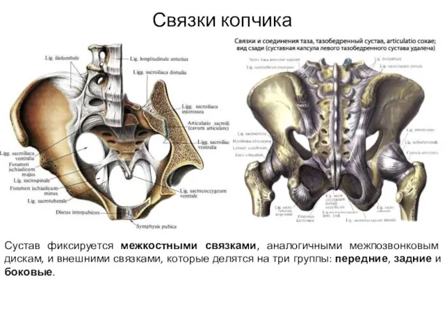 Сустав фиксируется межкостными связками, аналогичными межпозвонковым дискам, и внешними связками, которые