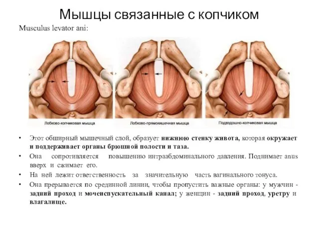 Мышцы связанные с копчиком Musculus levator ani: Этот обширный мышечный слой,