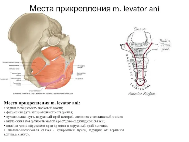 Места прикрепления m. levator ani Места прикрепления m. levator ani: •