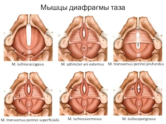 Мышцы диафрагмы таза M. transversus perinei prufundus M. transversus perinei superficialis M. ischiocavernosus M. bulbospongiosus