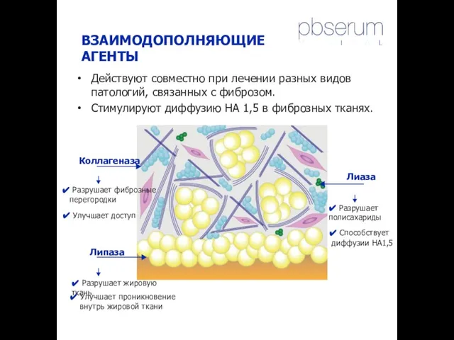 ВЗАИМОДОПОЛНЯЮЩИЕ АГЕНТЫ Лиаза Коллагеназа ✔ Улучшает доступ Липаза ✔ Разрушает полисахариды