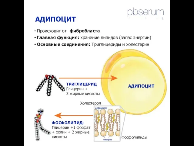 АДИПОЦИТ ТРИГЛИЦЕРИД Глицерин + 3 жирные кислоты АДИПОЦИТ ФОСФОЛИПИД: Глицерин +1