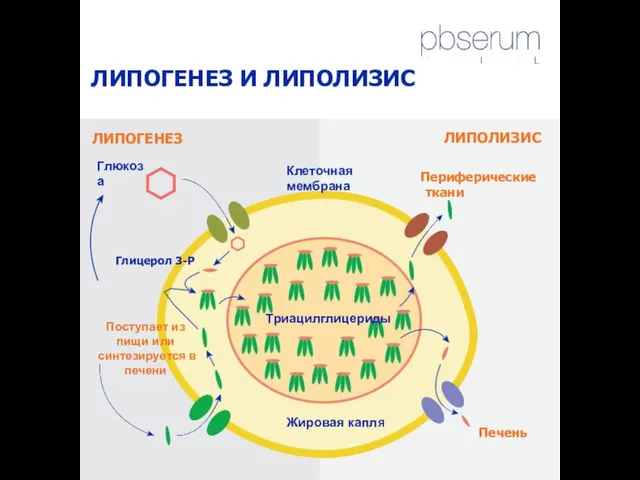 ЛИПОГЕНЕЗ И ЛИПОЛИЗИС Триацилглицериды Жировая каплЯ Клеточная мембрана Глюкоза Глицерол 3-P